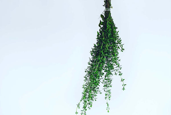 How to Hang Dry Herbs + Flowers
