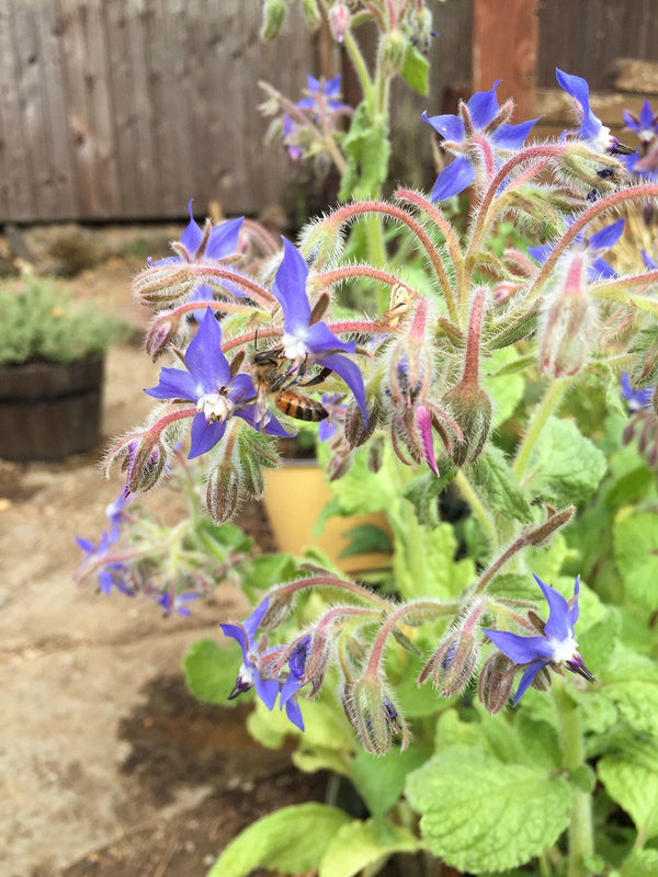 Borage