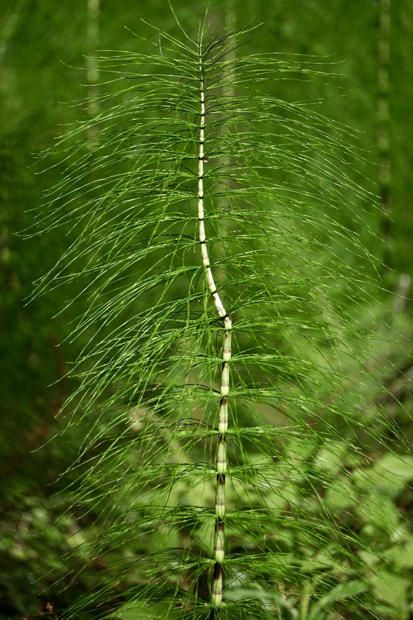 Horsetail