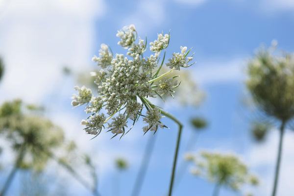 Wild Carrot